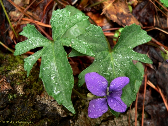 {Viola palmata}